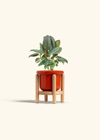 Rubber Tree Burgundy in a 4 inches Fat Lip Red Planter in a Beech Wood Stand