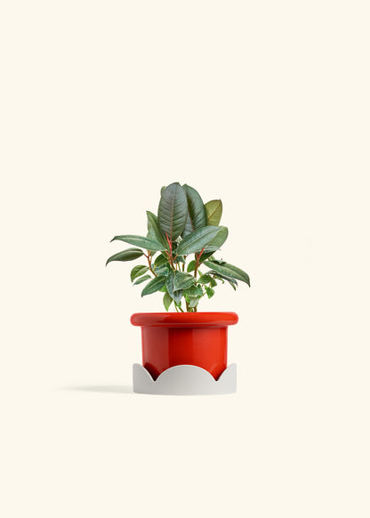 Rubber Tree Burgundy in a 4 inches Fat Lip Red Planter in a Oat Petal Drip Tray