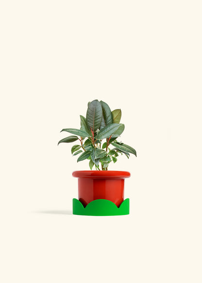 Rubber Tree Burgundy in a 4 inches Fat Lip Red Planter in a Shamrock Petal Drip Tray