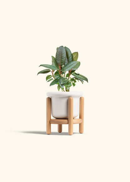 Rubber Tree Burgundy in a 4 inches Fat Lip White Planter in a Beech Wood Stand