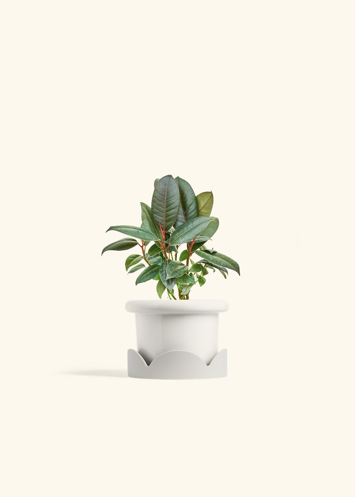 Rubber Tree Burgundy in a 4 inches Fat Lip White Planter in a Oat Petal Drip Tray