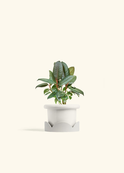 Rubber Tree Burgundy in a 4 inches Fat Lip White Planter in a Oat Petal Drip Tray