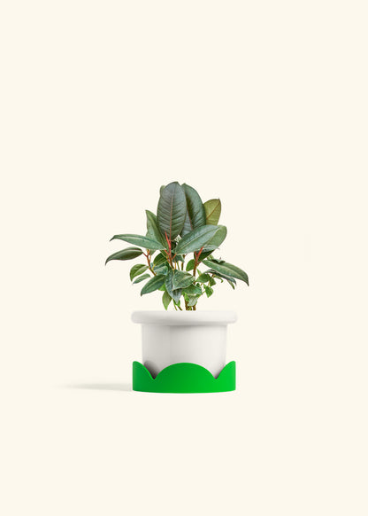 Rubber Tree Burgundy in a 4 inches Fat Lip White Planter in a Shamrock Petal Drip Tray