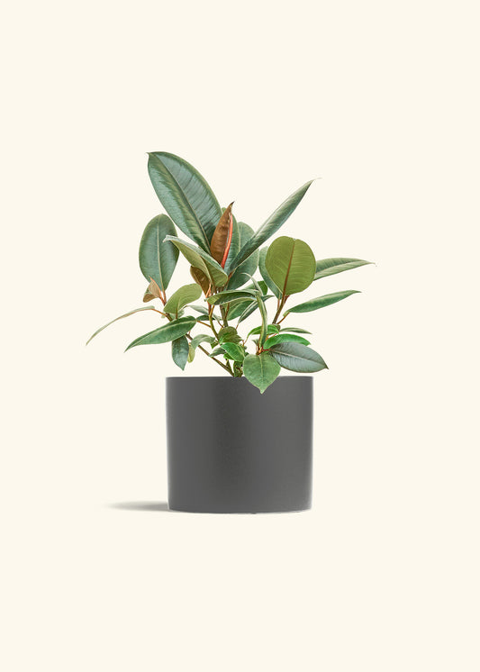 Rubber Tree Burgundy in a 6 inches Charcoal Classic Cylinder Planter 
