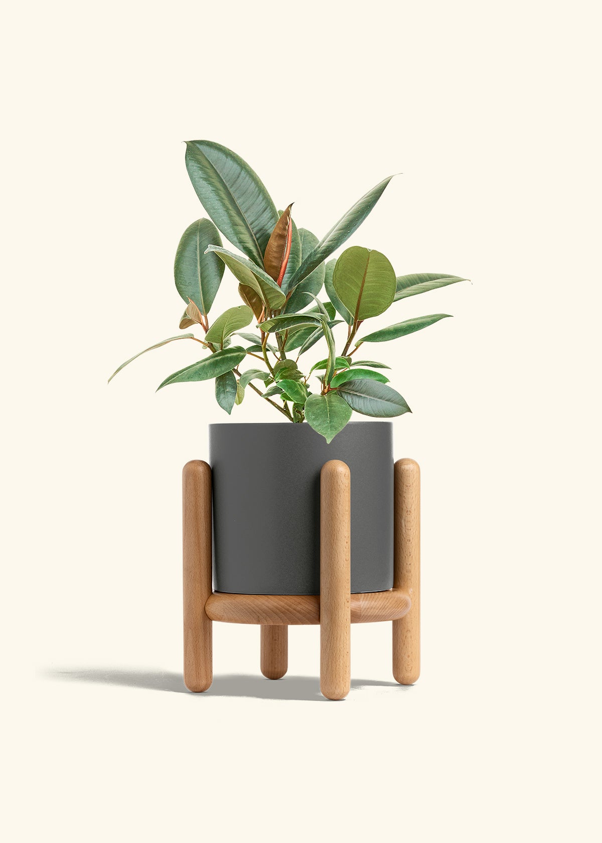 Rubber Tree Burgundy in a 6 inches Charcoal Classic Cylinder Planter in a Beech Wood Stand