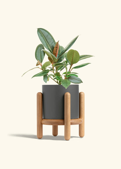 Rubber Tree Burgundy in a 6 inches Charcoal Classic Cylinder Planter in a Beech Wood Stand