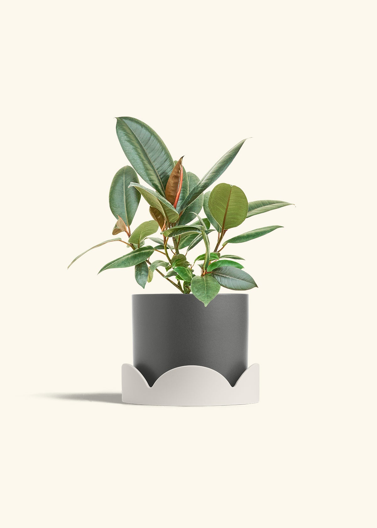 Rubber Tree Burgundy in a 6 inches Charcoal Classic Cylinder Planter in a Oat Petal Drip Tray