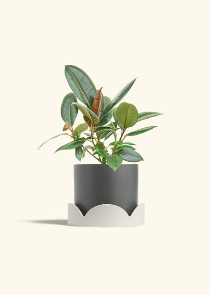 Rubber Tree Burgundy in a 6 inches Charcoal Classic Cylinder Planter in a Oat Petal Drip Tray