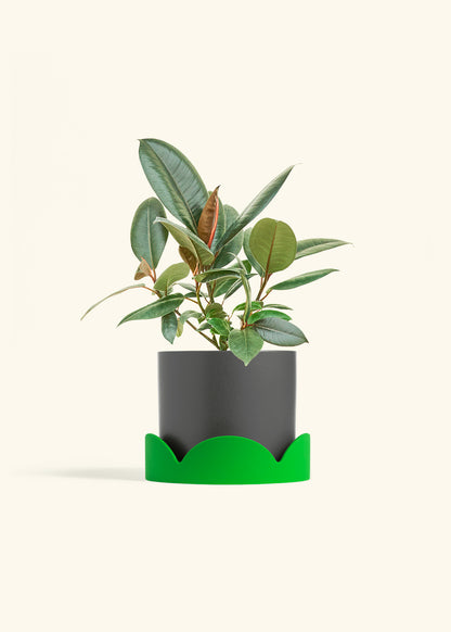 Rubber Tree Burgundy in a 6 inches Charcoal Classic Cylinder Planter in a Shamrock Petal Drip Tray
