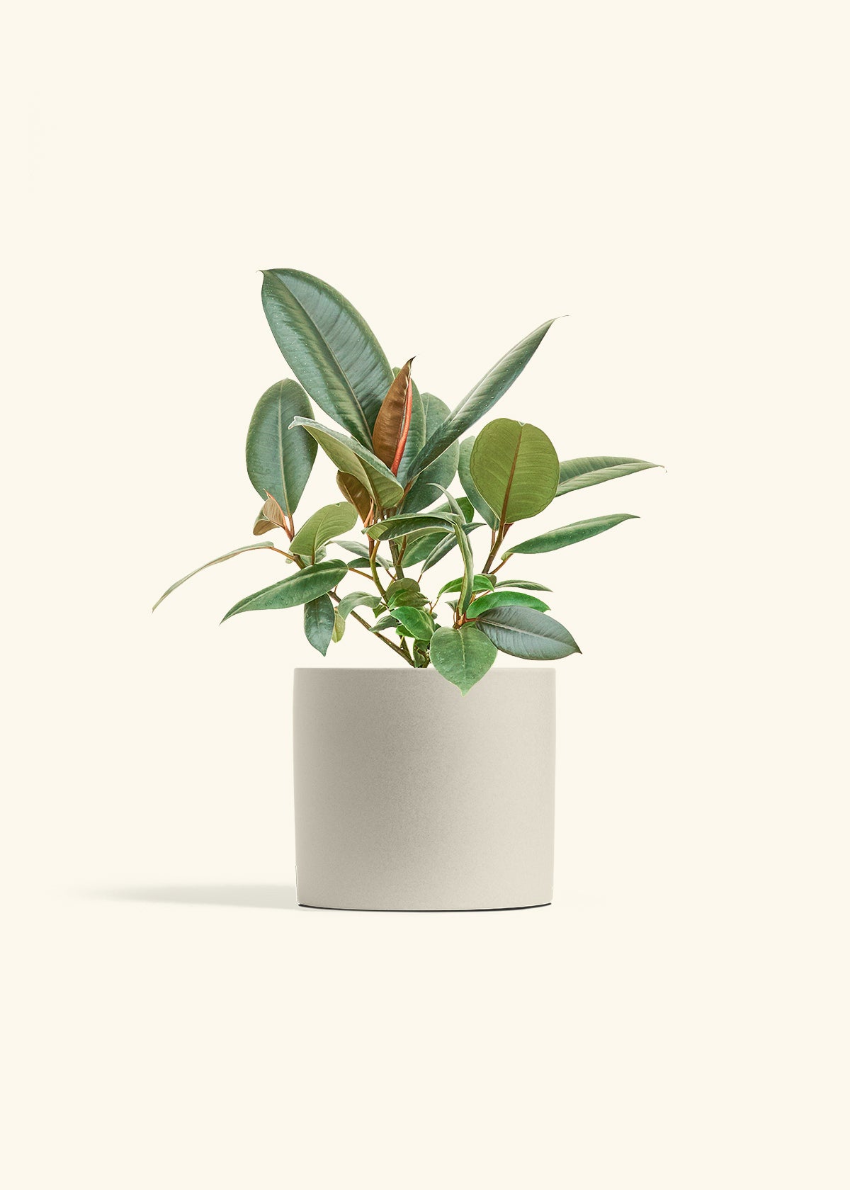 Rubber Tree Burgundy in a 6 inches Oat Classic Cylinder Planter 