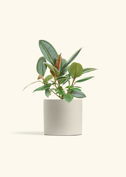 Rubber Tree Burgundy in a 6 inches Oat Classic Cylinder Planter 