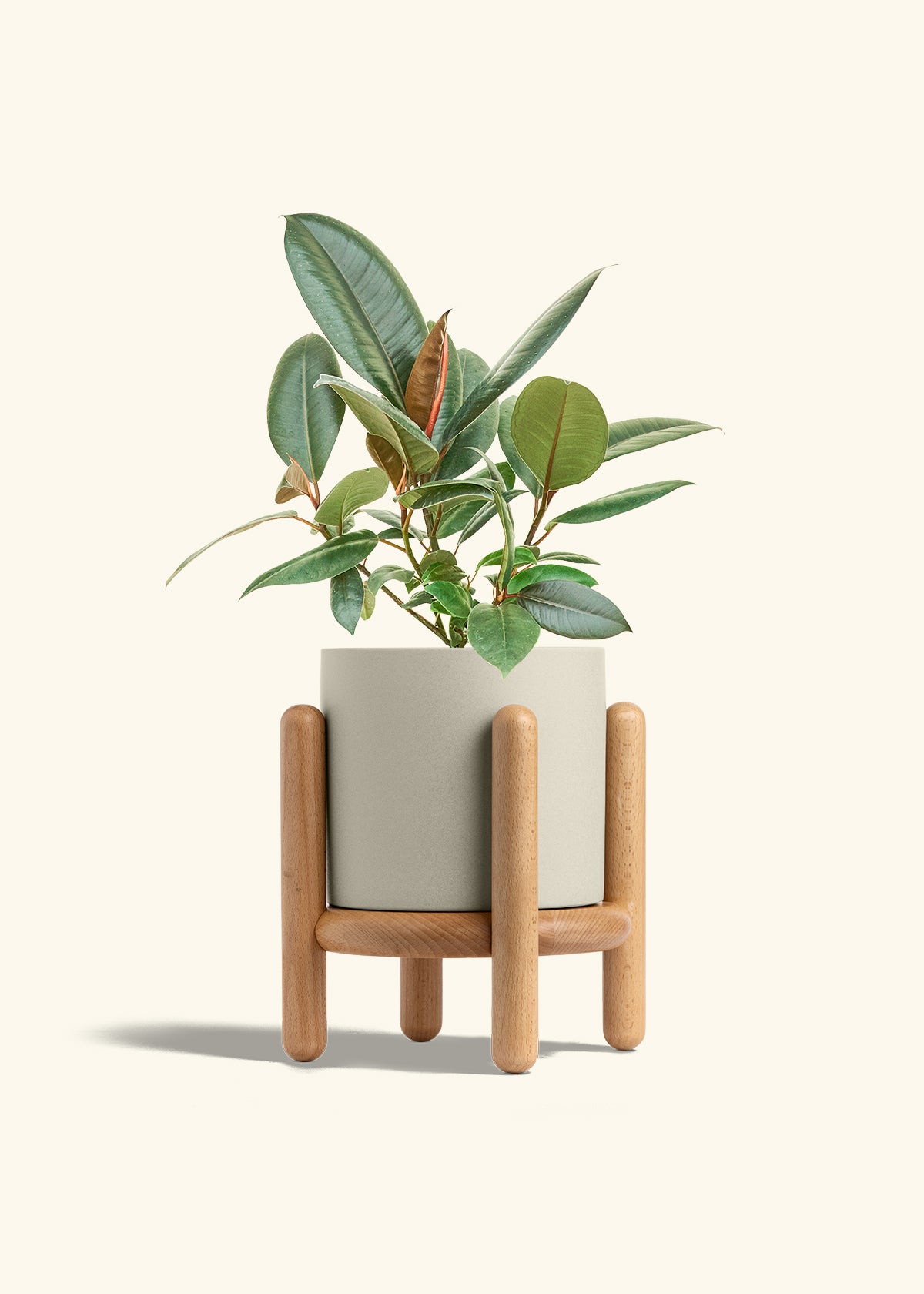 Rubber Tree Burgundy in a 6 inches Oat Classic Cylinder Planter in a Beech Wood Stand