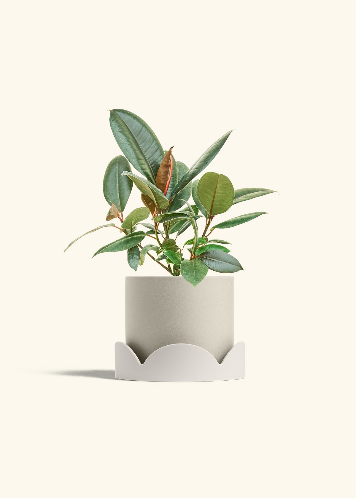 Rubber Tree Burgundy in a 6 inches Oat Classic Cylinder Planter in a Oat Petal Drip Tray