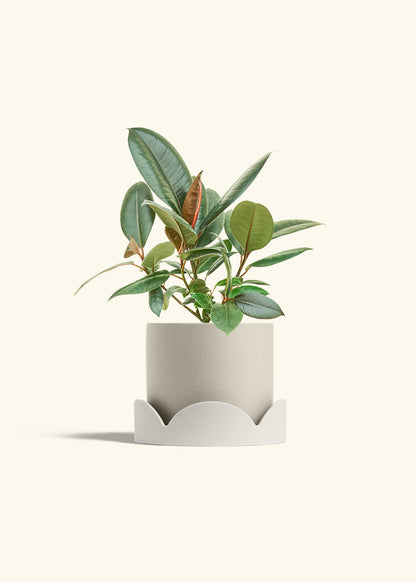 Rubber Tree Burgundy in a 6 inches Oat Classic Cylinder Planter in a Oat Petal Drip Tray