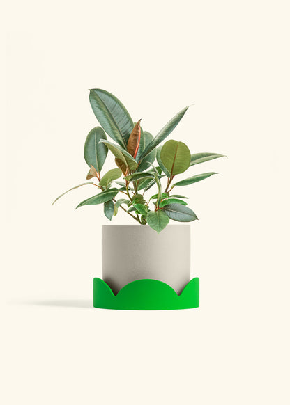 Rubber Tree Burgundy in a 6 inches Oat Classic Cylinder Planter in a Shamrock Petal Drip Tray
