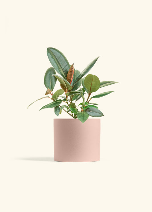 Rubber Tree Burgundy in a 6 inches Pink Classic Cylinder Planter 
