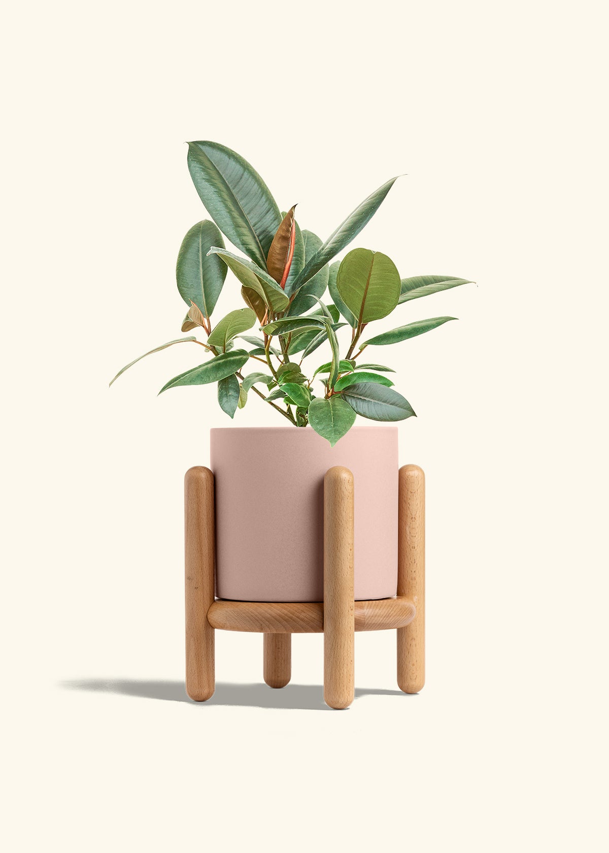 Rubber Tree Burgundy in a 6 inches Pink Classic Cylinder Planter in a Beech Wood Stand