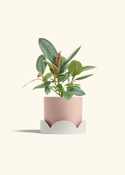 Rubber Tree Burgundy in a 6 inches Pink Classic Cylinder Planter in a Oat Petal Drip Tray