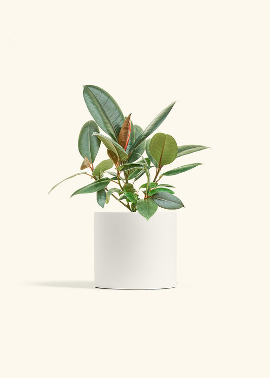Rubber Tree Burgundy in a 6 inches White Classic Cylinder Planter 