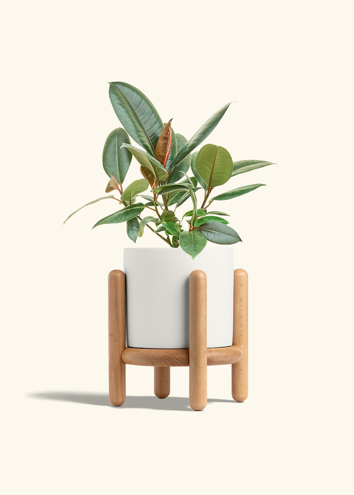 Rubber Tree Burgundy in a 6 inches White Classic Cylinder Planter in a Beech Wood Stand