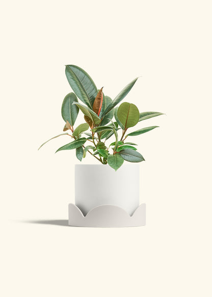 Rubber Tree Burgundy in a 6 inches White Classic Cylinder Planter in a Oat Petal Drip Tray