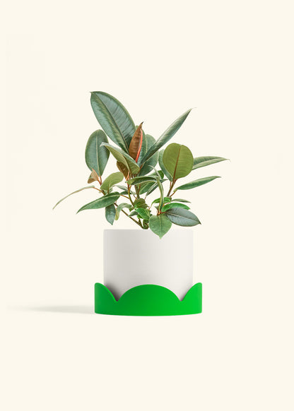 Rubber Tree Burgundy in a 6 inches White Classic Cylinder Planter in a Shamrock Petal Drip Tray