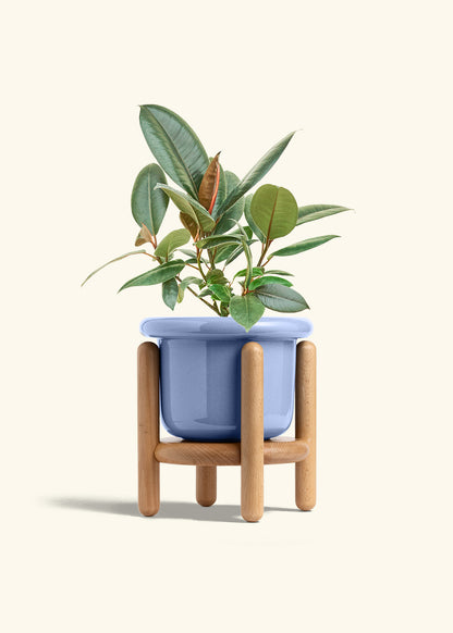 Rubber Tree Burgundy in a 6 inches Fat Lip Blue Planter in a Beech Wood Stand
