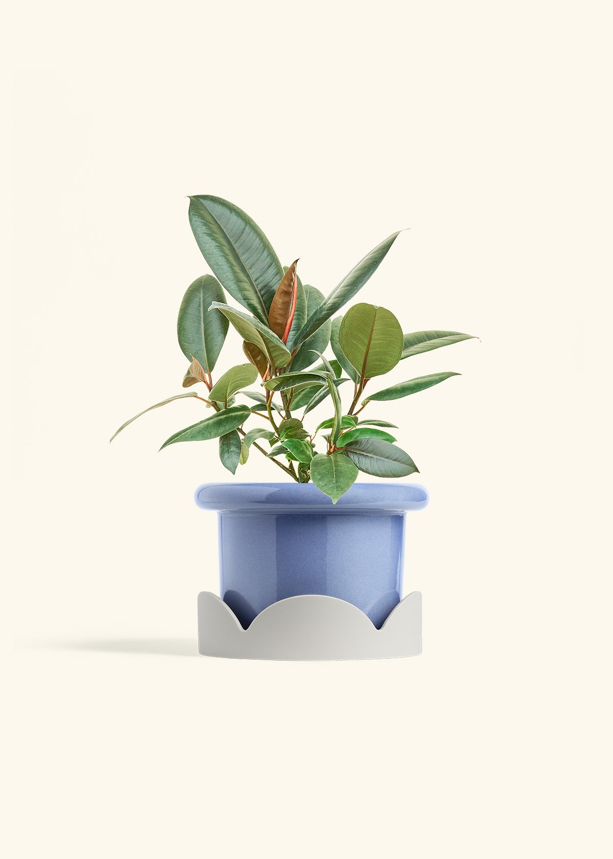 Rubber Tree Burgundy in a 6 inches Fat Lip Blue Planter in a Oat Petal Drip Tray