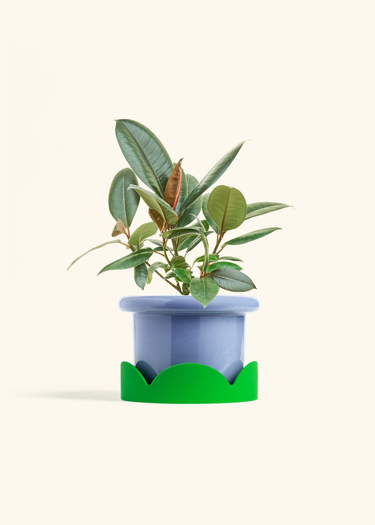 Rubber Tree Burgundy in a 6 inches Fat Lip Blue Planter in a Shamrock Petal Drip Tray