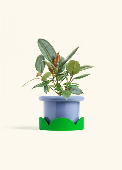 Rubber Tree Burgundy in a 6 inches Fat Lip Blue Planter in a Shamrock Petal Drip Tray