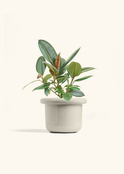 Rubber Tree Burgundy in a 6 inches Fat Lip Oat Planter 
