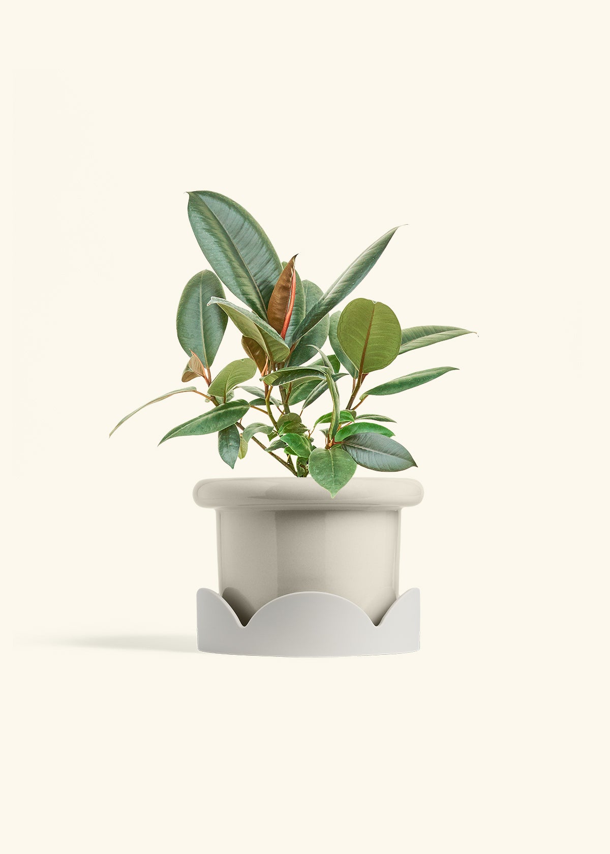 Rubber Tree Burgundy in a 6 inches Fat Lip Oat Planter in a Oat Petal Drip Tray