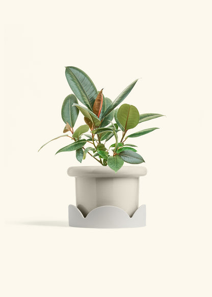 Rubber Tree Burgundy in a 6 inches Fat Lip Oat Planter in a Oat Petal Drip Tray