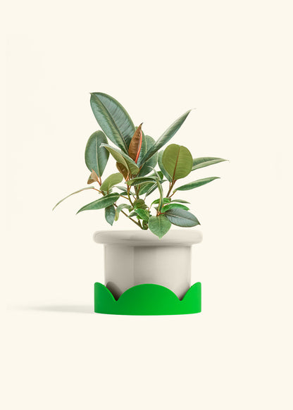 Rubber Tree Burgundy in a 6 inches Fat Lip Oat Planter in a Shamrock Petal Drip Tray