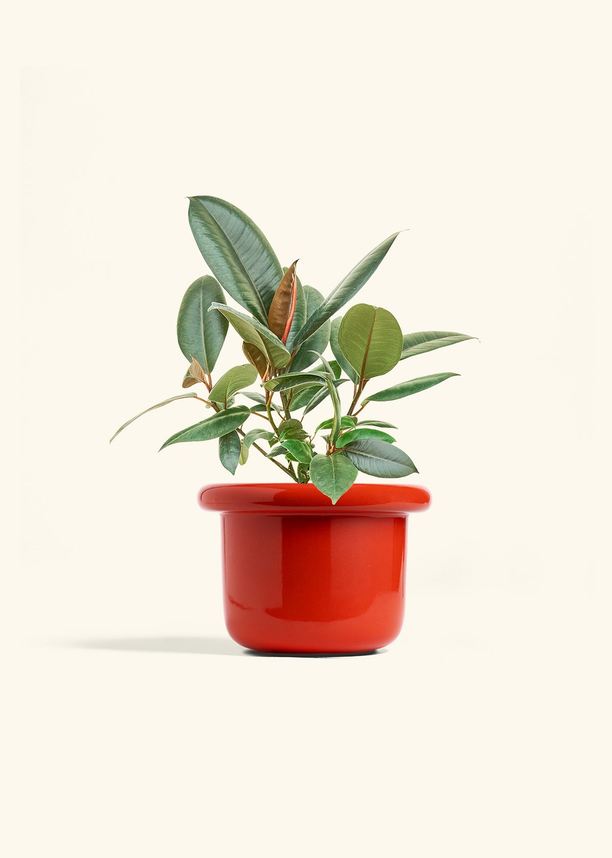 Rubber Tree Burgundy in a 6 inches Fat Lip Red Planter 