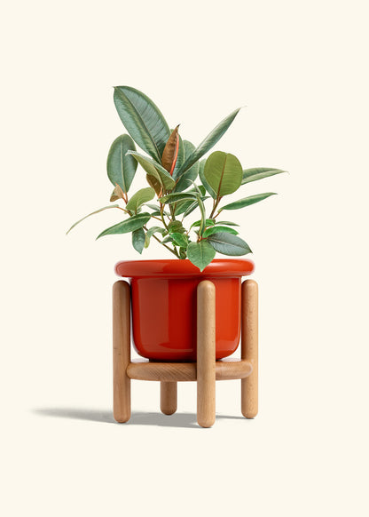 Rubber Tree Burgundy in a 6 inches Fat Lip Red Planter in a Beech Wood Stand