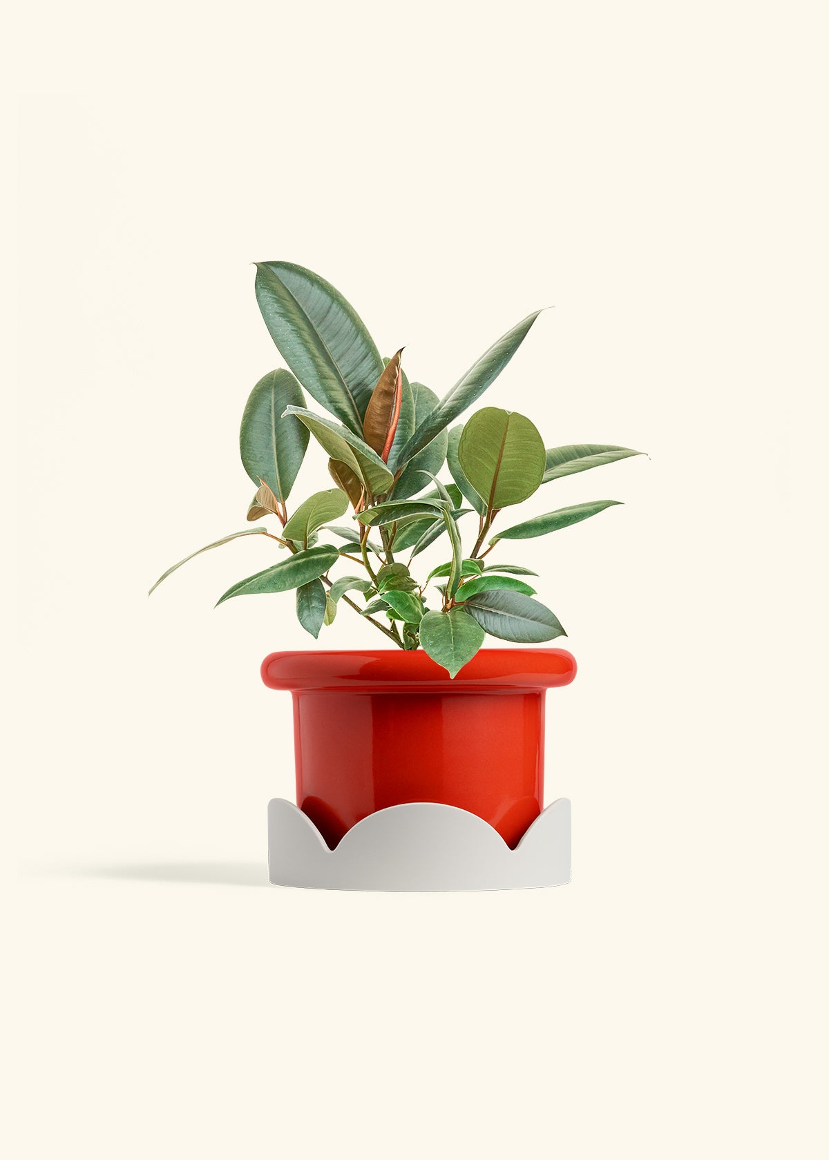 Rubber Tree Burgundy in a 6 inches Fat Lip Red Planter in a Oat Petal Drip Tray