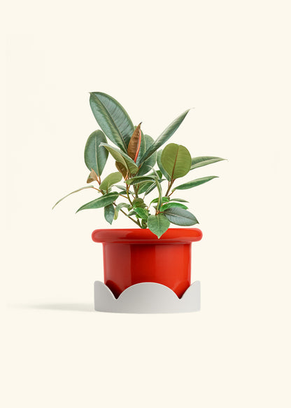 Rubber Tree Burgundy in a 6 inches Fat Lip Red Planter in a Oat Petal Drip Tray
