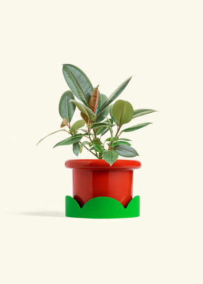 Rubber Tree Burgundy in a 6 inches Fat Lip Red Planter in a Shamrock Petal Drip Tray