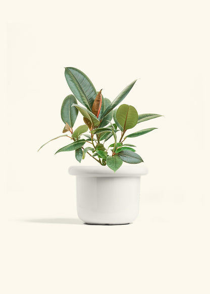 Rubber Tree Burgundy in a 6 inches Fat Lip White Planter 