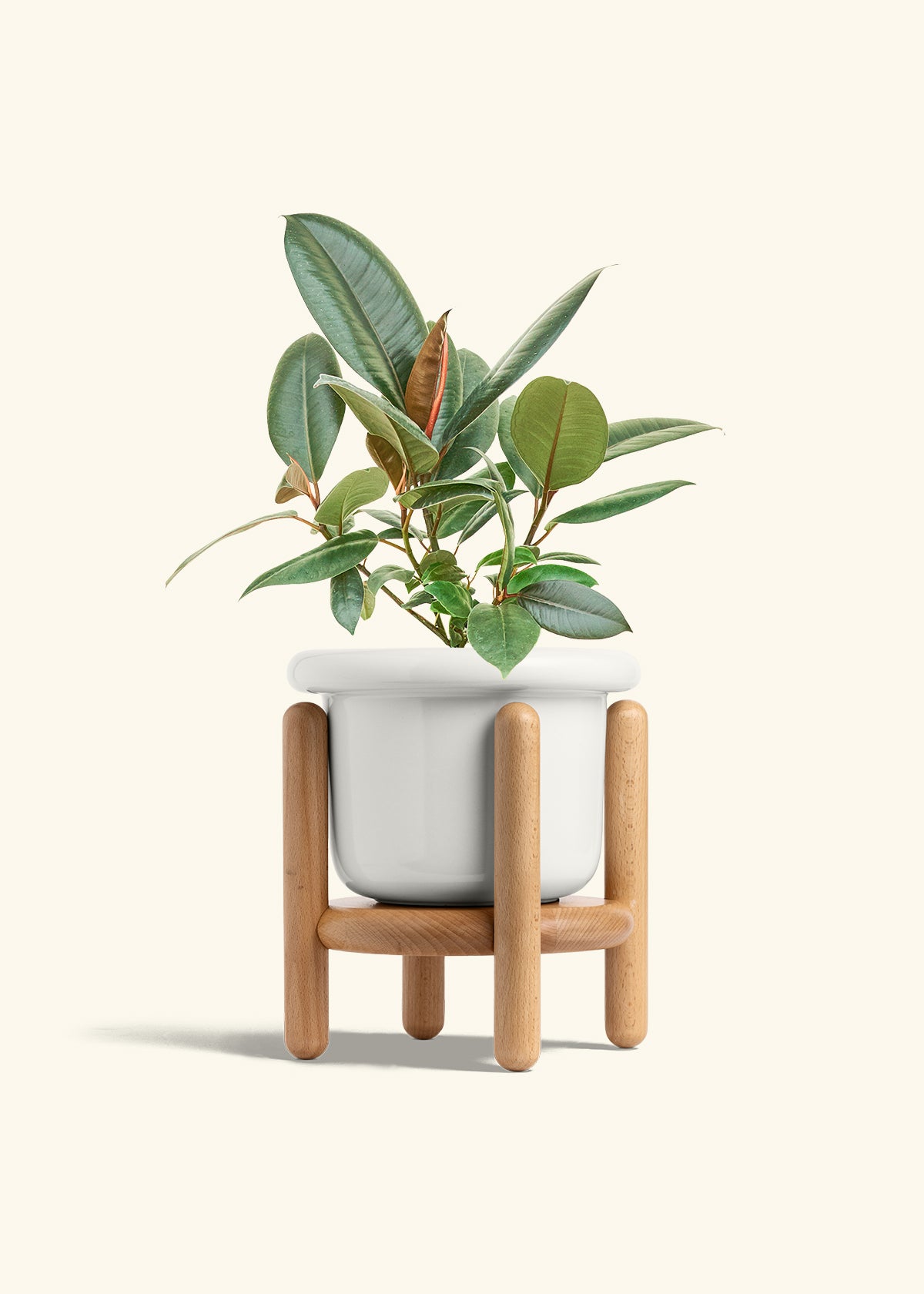 Rubber Tree Burgundy in a 6 inches Fat Lip White Planter in a Beech Wood Stand