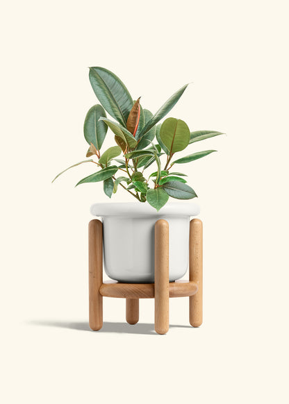 Rubber Tree Burgundy in a 6 inches Fat Lip White Planter in a Beech Wood Stand