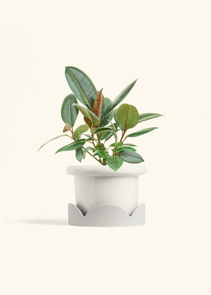 Rubber Tree Burgundy in a 6 inches Fat Lip White Planter in a Oat Petal Drip Tray
