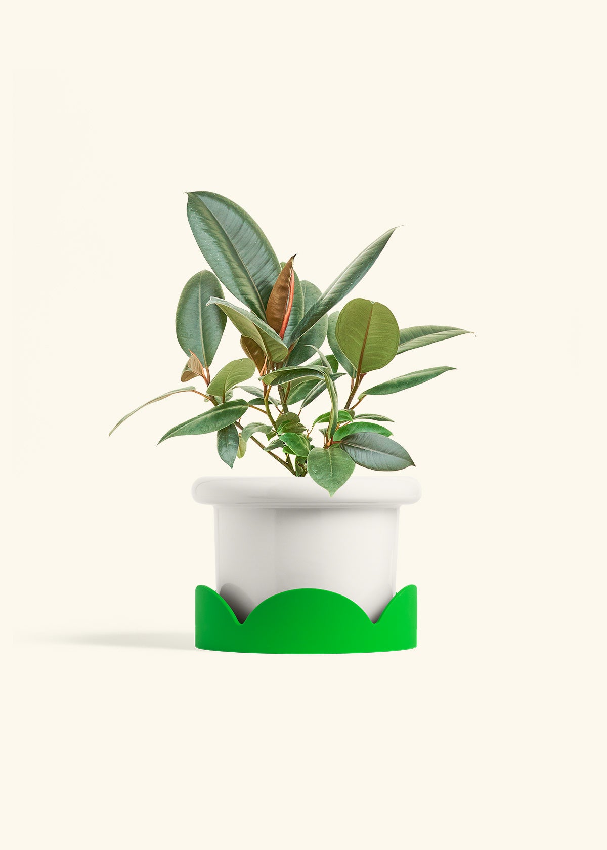 Rubber Tree Burgundy in a 6 inches Fat Lip White Planter in a Shamrock Petal Drip Tray