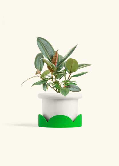 Rubber Tree Burgundy in a 6 inches Fat Lip White Planter in a Shamrock Petal Drip Tray