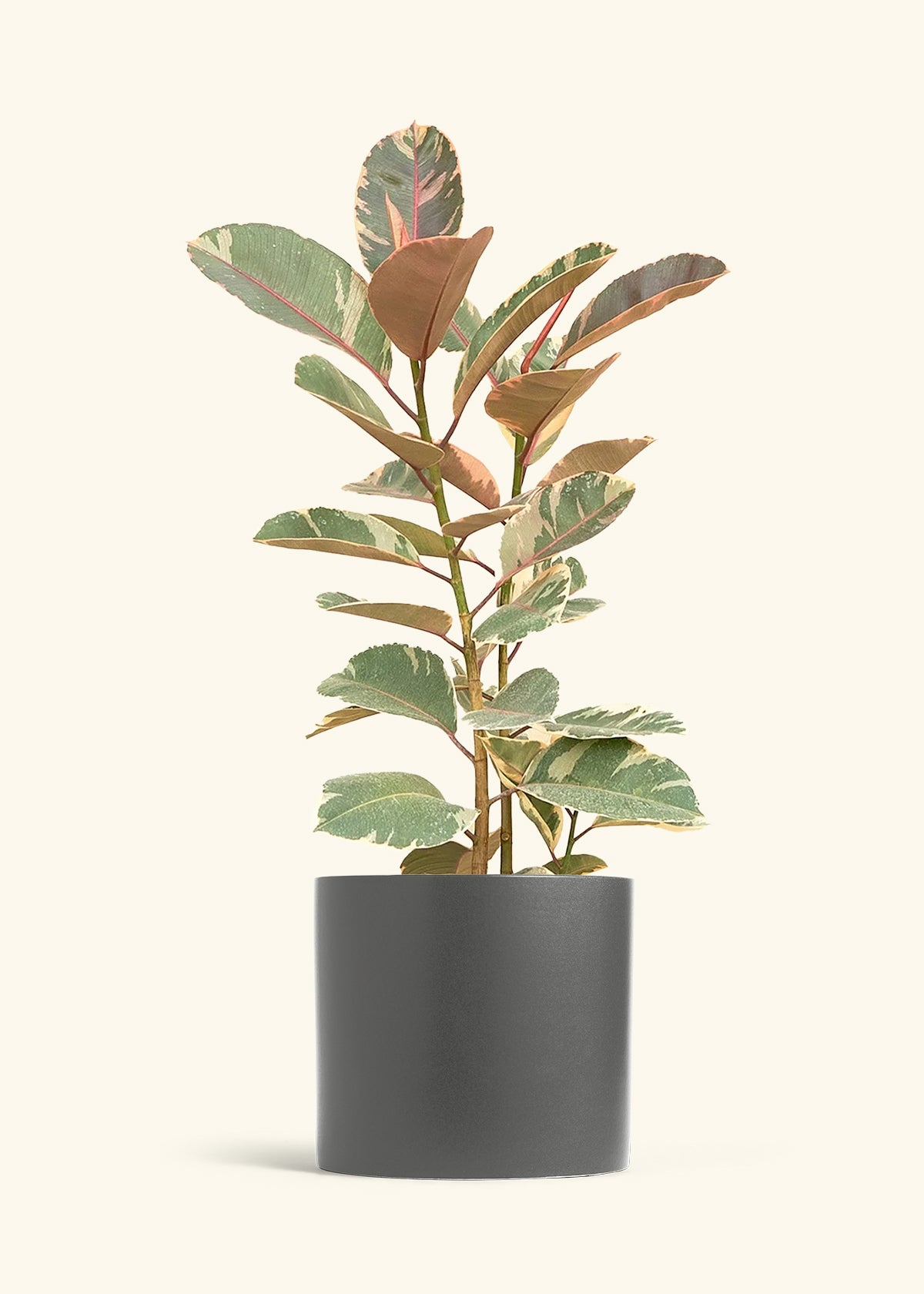 Ruby Rubber Tree in a 10 inches Charcoal Classic Cylinder Planter 