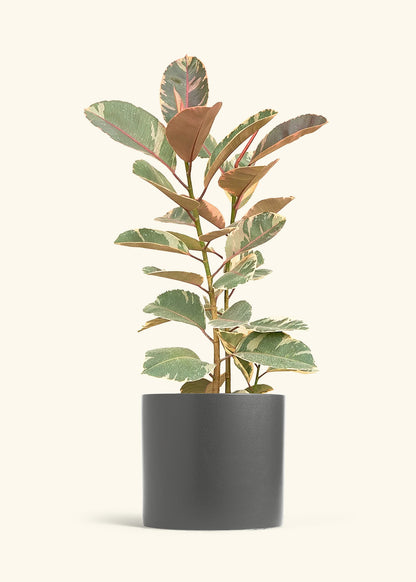 Ruby Rubber Tree in a 10 inches Charcoal Classic Cylinder Planter 