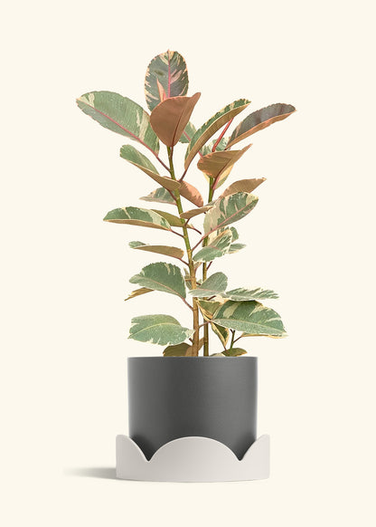 Ruby Rubber Tree in a 10 inches Charcoal Classic Cylinder Planter in a Oat Petal Drip Tray