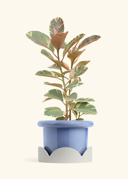 Ruby Rubber Tree in a 10 inches Fat Lip Blue Planter in a Oat Petal Drip Tray