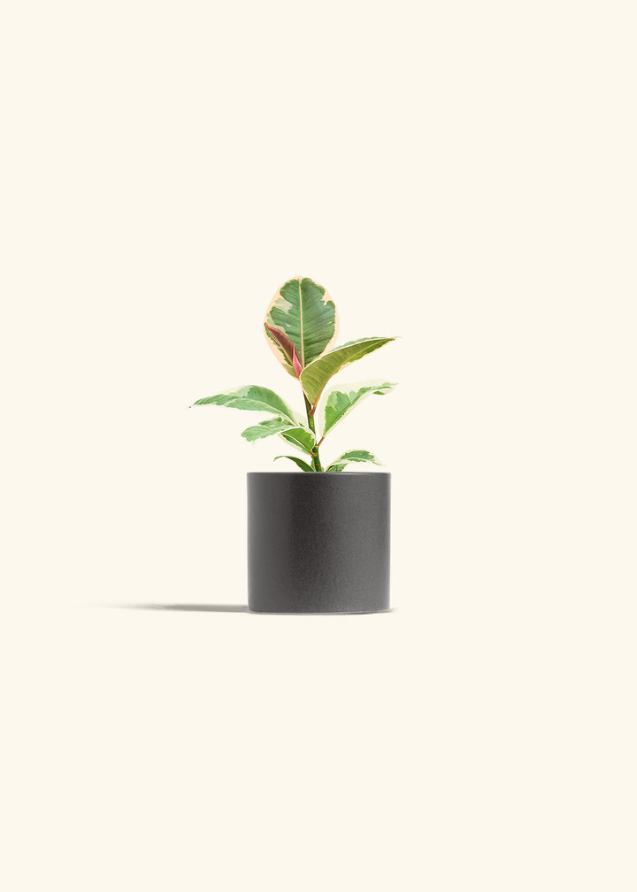 Ruby Rubber Tree in a 4 inches Charcoal Classic Cylinder Planter 